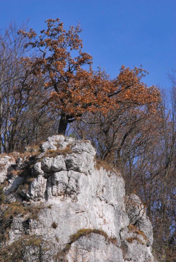 Pokoje Goscinne U Grazyny Ojcow Luaran gambar